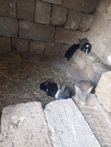 qurdbasar balaları: Satılır: dovşan balaları - Rənglər: qara, boz, ağ-qara və açıq — 3