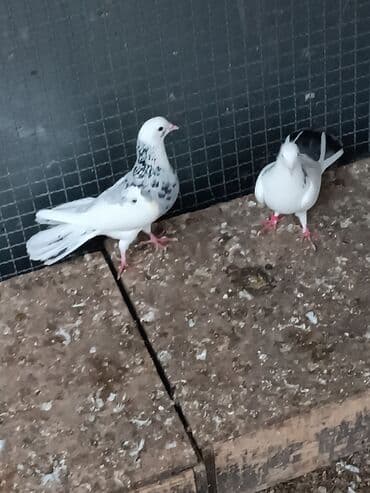 dəvəquşu yumurtası qiyməti: Şəkillərin hamısına baxın. hər cinsdə quşlar satılır . qiymət biri — 23