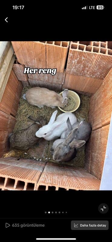 dovsanlar: Salam bala böyük erkek dişi boğaz cavan dovşanlarımı ördəklə barter — 1