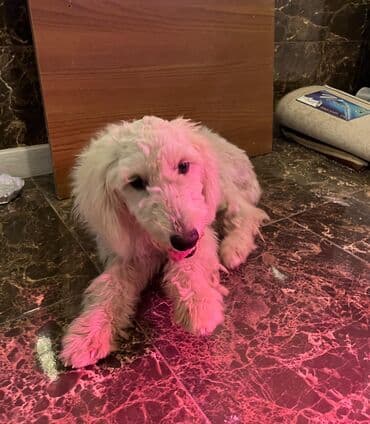 sahibsiz itlər: Pudel, 8 ay, Dişi, Sənədli, Ünvandan götürmə — 4