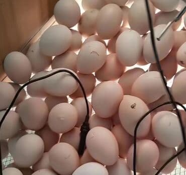 kend toyuqları: Aseel (asil) cinsli toyuq və yumurta - Təsvir: Uzunboyun, əzələli — 2