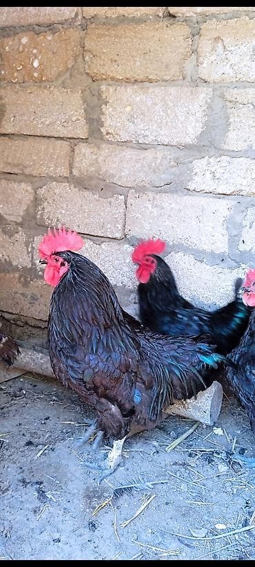 gence it satisi: Hinduşkalar yerlidir hamısı fərədir. biri kürd düşüb. hamsı — 4