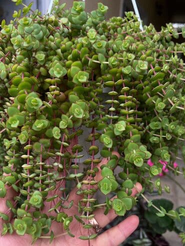 Her nov guler var endirimnen verecem Gencedi istiyen yazsin satiş