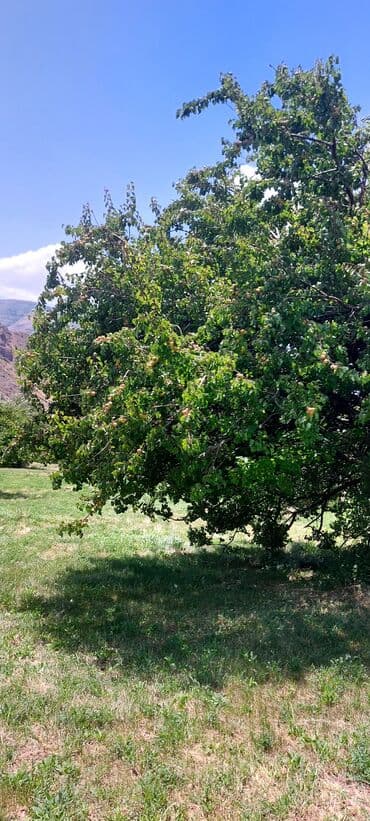 аренда и продажа недвижимости: Əkin sahəsi kənd təsərrüfatı fəaliyyəti üçün geniş imkanlar təklif — 2