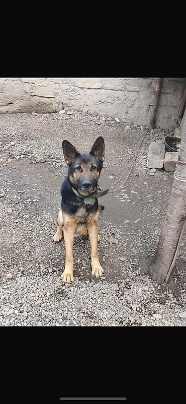 Heyvanlar üçün mallar: Alman çoban iti, 1 il — 1