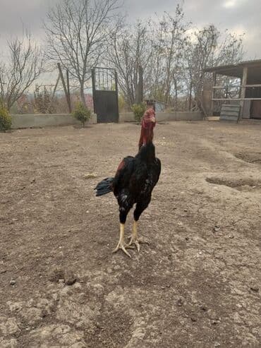 lavanda ordək: Erkək, Damazlıq, Ödənişli çatdırılma — 8