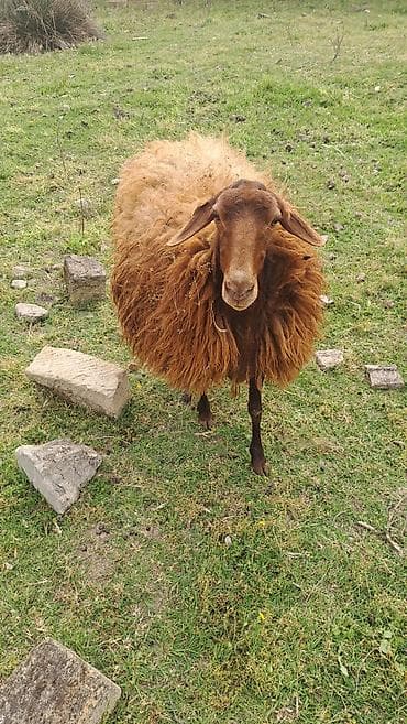 Qoyunlar, qoçlar: 2 qarın doğub. Keçən il yanvar ayında axrıncı doğub. Qoça gəlir — 5