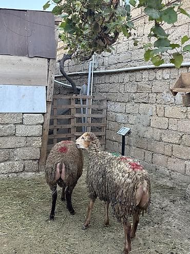 mal satisi: Quzu, Erkək, ay: 8, 30 kq, Ətlik, Ünvandan götürmə — 2