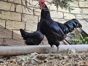 цыплята купить: Курица Тушка, В розницу, Самовывоз — 2