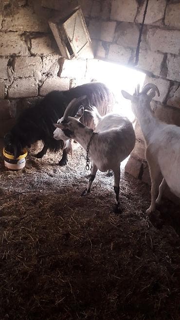 Balıqlar: Fermada yetişdirilən keçi, sağlam və yaxşı qidalanmışdır. Bu keçi süd — 3