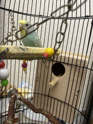 peleng sekili: Məhsul: Tutquş (bxy) üçün tam komplekt qəfəs seti Təsvir: - Dairəvi — 5