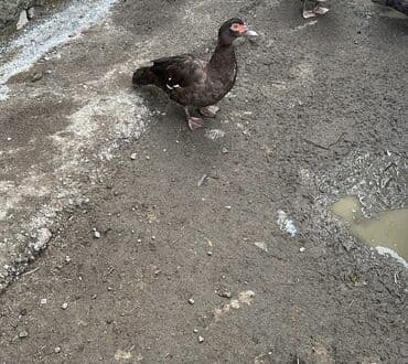 İtlər: Krasnadar lal ördəklər, hamısı erkəkdir. 1 illikdilər. Erkək çox — 5