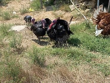 turk qozu: Erkək, Damazlıq — 1
