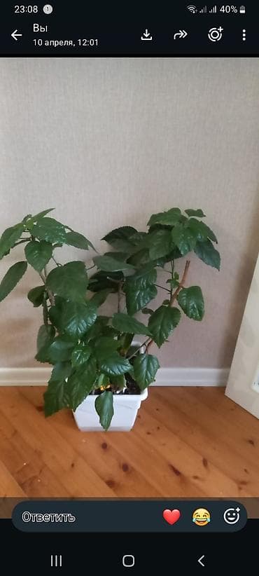 Qapalı məkan üçün dekorativ otaq bitkisi – hibiskus (Çin qülü) -