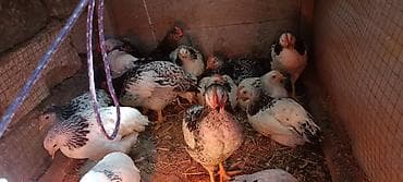 Toyuq cücələri, Ətlik lalafo.az -da Toyuq cücələri, Ətlik