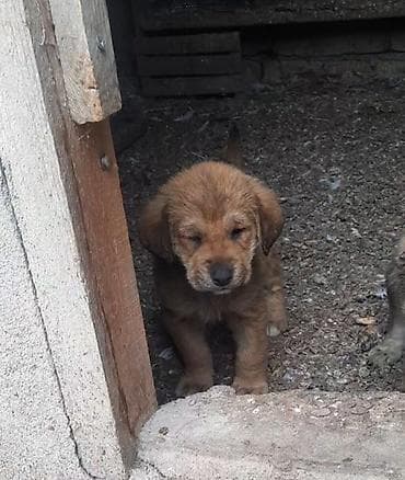 kənd toyuqlarının satışı: Dişi, Peyvəndli — 1