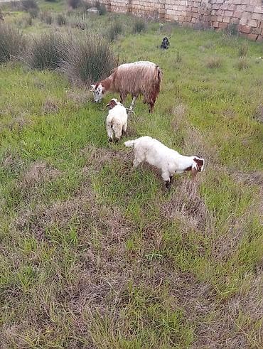 keçi dişi: 2sanen 1 Hələb keçisi yanında 6 bala var 6sida gelenden — 1