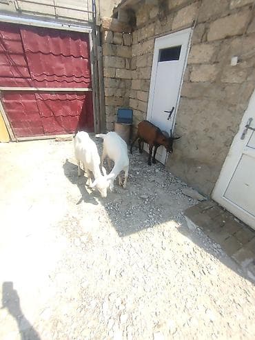 ereb kecisi: Satılır: keçilər arjinal sanəndi 2 si birinci qarina yetik biğazdir 1 — 5