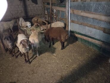 qurbanliq qoc: Erkək, il: 1, 1 kq, Ətlik — 3