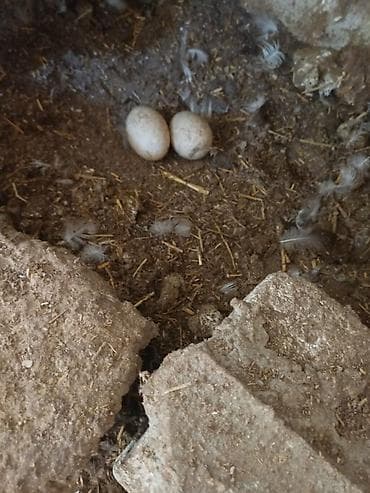 kayuqa ördəyi: Erkək, | Lal ördək, Damazlıq, Ünvandan götürmə — 2