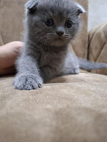 britanski pişik: Şotland yastı qulaq — 3