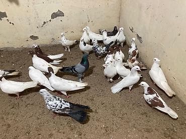 goyercin dami: Salam Aleykum bed rengi yoxdu super quslardi — 8