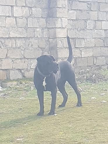 ev pişiklər: Kane-Korso, 2 il, Erkek, Cütləşmə üçün — 1