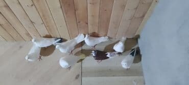 geref quşu: Güvercin dəsti - Say: Şəkillərdə 8 ədəd - Rənglər: əsasən ağ — 2