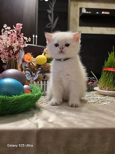 Птицы: Британская, Самец, Самка, В добрые руки, Самовывоз, Бесплатная доставка, Платная доставка — 8