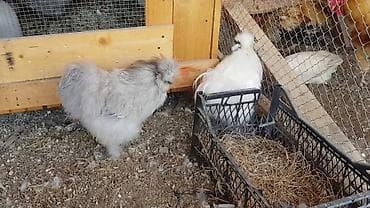 Modern Qeym 3 Fərə Ve ponpon toyuq xoruz fərə cücə hersey var Ancaq