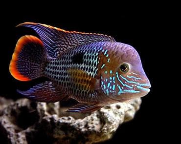 Mələk balığı (skalyari), Sülhsevər — 5