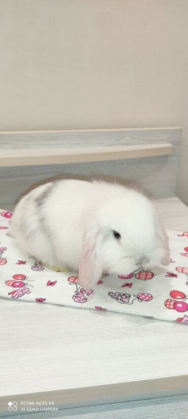 Inəklər, öküzlər: Gördüyunuz dovsan disidr 3ayliqdir tam sağlamdır alergiyam olduğu ucun — 4