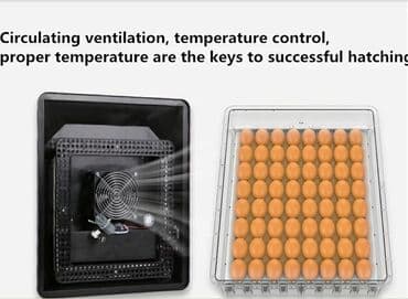 qirqovul satilir: Zəmanət ilə — 3