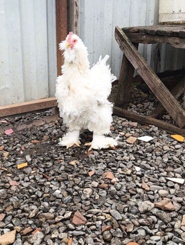 arpa bugda: Toyuq, Brama, Damazlıq — 6