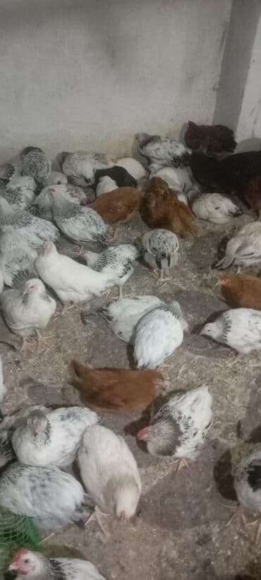 Inəklər, öküzlər: Toyuq, Yumurtalıq, Ünvandan götürmə — 3