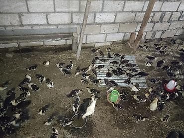 qus adlari: Salam aleykum lal ordey balalari cixdi satisa 4.50manat qəpik ən — 1
