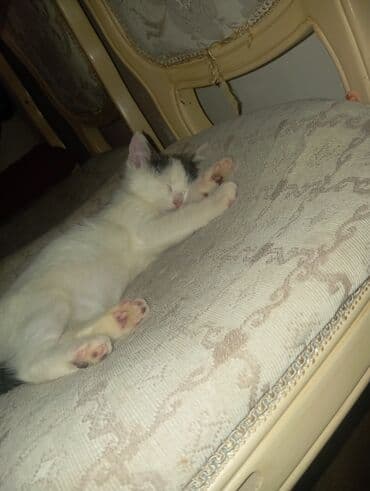 menks cinsi pişik: Qızıl şinşilla — 1