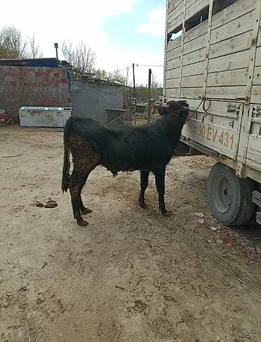 mal bazarı: Inəklər, öküzlər — 5