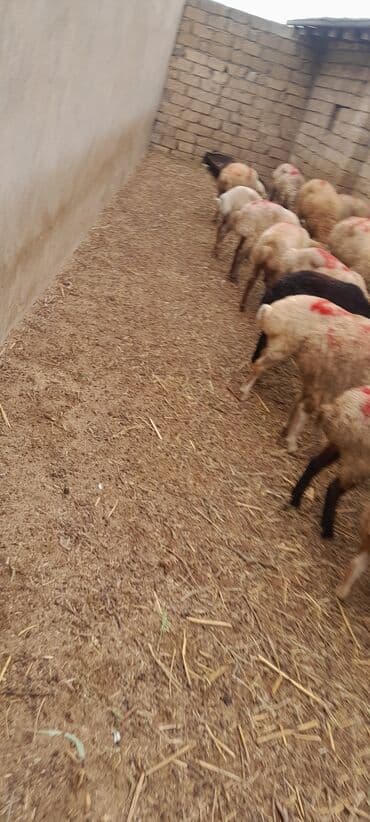 рынок животных в баку: Erkək, il: 8, 55 kq, Damazlıq, Ünvandan götürmə — 6