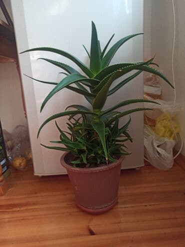 saxsi qab haqqinda: Satılır: ev otaq gülləri kolleksiyası - Sansevieriya (Qaynanadili) – — 9