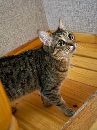 wotland pişiyi: Dişi, Yaxşı əllərə, Ünvandan götürmə — 1