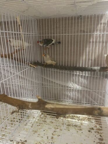 afçarka iti qiymeti: Hazir bala veren cutdu
Qiymet 1 cute aitdi — 3