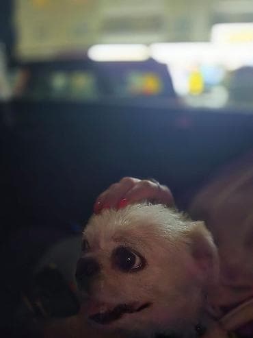 qazel heyvan: Pekines — 4