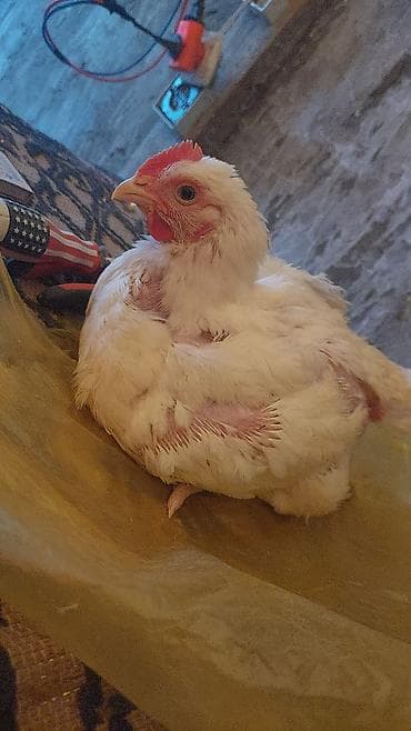 Gəmiricilər: Toyuq cücələri, Ətlik — 1