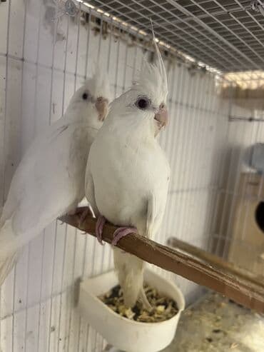 deve quşu: 3 aylig dum ag yanaqsiz balalar.agAğ rəngli nimfa tutuquşu (cockatiel) — 1