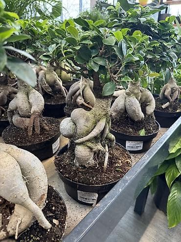 monstera bitkisi: Ficus Ginseng bonsai – dekorativ otaq bitkisi - Növ: Ficus microcarpa — 8