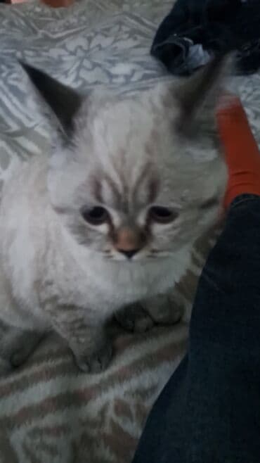 dovşan yuvaları: Şinşilla, Yaxşı əllərə — 4