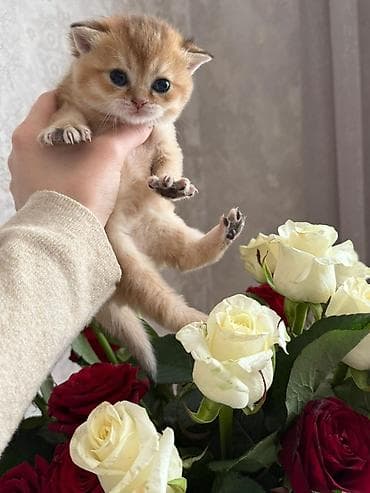 İtlər: Britan — 8