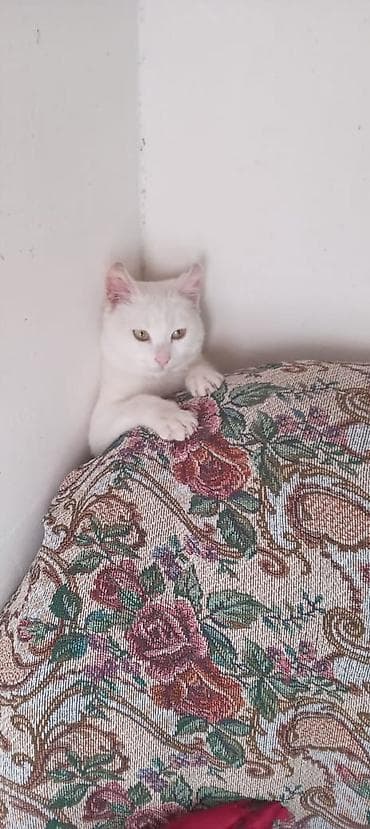 pisi: Erkək, Yaxşı əllərə, Ünvandan götürmə, Ödənişli çatdırılma — 2