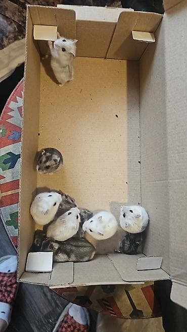 Птицы: Hamsterlər (Djungarian tipli) - Rənglər: ağ, boz və qarışıq naxışlı — 9